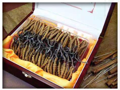 新龙镇冬虫夏草回收